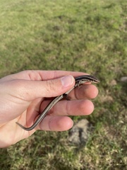 Plestiodon skiltonianus skiltonianus