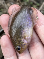 Enneacanthus gloriosus