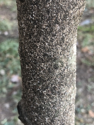 Japanese maple scale