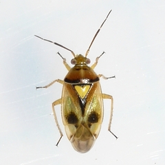 Orthops scutellatus