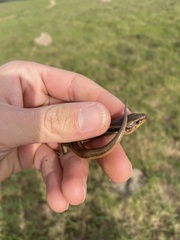 Plestiodon skiltonianus skiltonianus