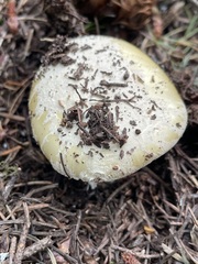 Amanita junquillea