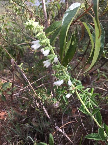 Image of Salvia tomentella by (c) B. Phalan, some rights reserved (CC BY)