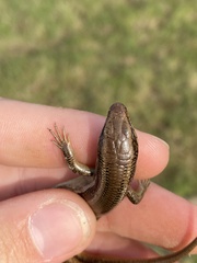 Plestiodon skiltonianus skiltonianus