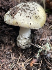 Amanita junquillea