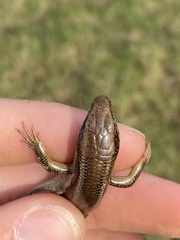 Plestiodon skiltonianus skiltonianus