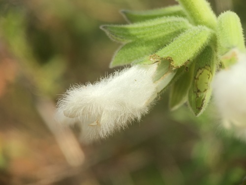 Cordeiro Sage (Salvia tomentella)
