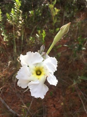 Mandevilla