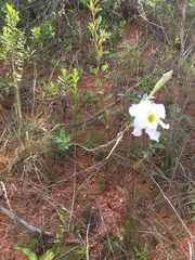 Mandevilla