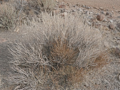 Tetradymia glabrata