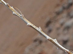 Tetradymia glabrata