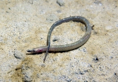 Nerophis lumbriciformis