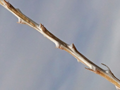 Tetradymia glabrata