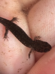 Desmognathus valtos