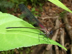 Hetaerina fuscoguttata