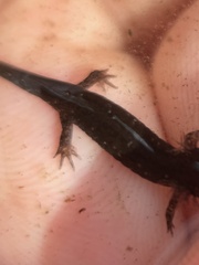 Desmognathus valtos