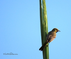 Icterus spurius