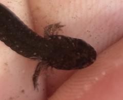 Desmognathus valtos