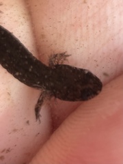Desmognathus valtos