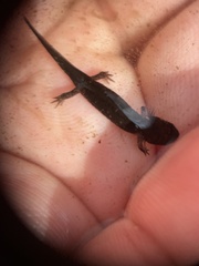 Desmognathus valtos