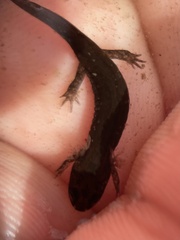 Desmognathus valtos