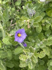 Solanum xanti