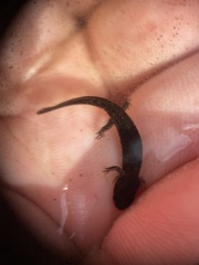 Desmognathus valtos