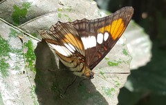 Adelpha serpa