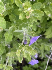 Solanum xanti