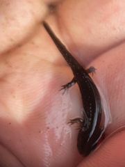Desmognathus valtos