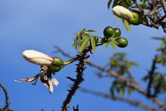 Ceiba speciosa