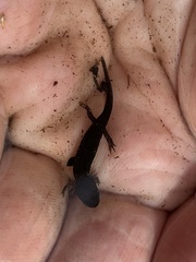 Desmognathus valtos