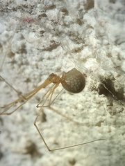 Micropholcus fauroti