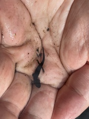 Desmognathus valtos