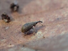 Trichopterapion holosericeum