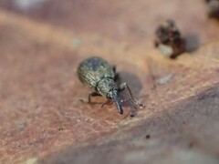 Trichopterapion holosericeum