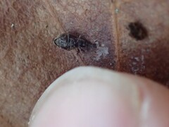 Trichopterapion holosericeum