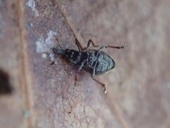 Trichopterapion holosericeum