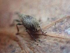 Trichopterapion holosericeum