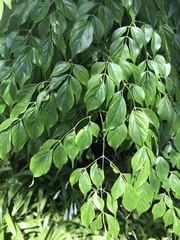 Radermachera sinica