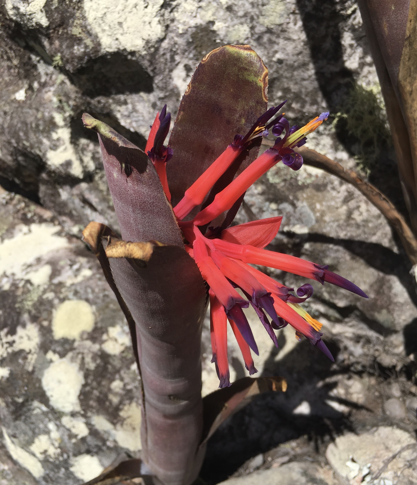 Imagem de Billbergia
