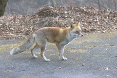 Vulpes vulpes japonica