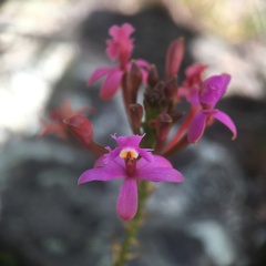 Epidendrum