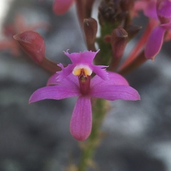 Epidendrum