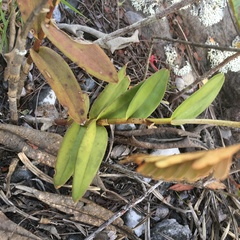 Epidendrum