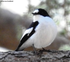 Atlas Pied Flycatcher photo 1