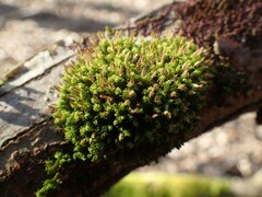Ulota crispa