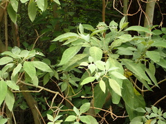 Solanum granulosoleprosum