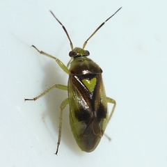 Orthops scutellatus
