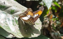 Adelpha serpa